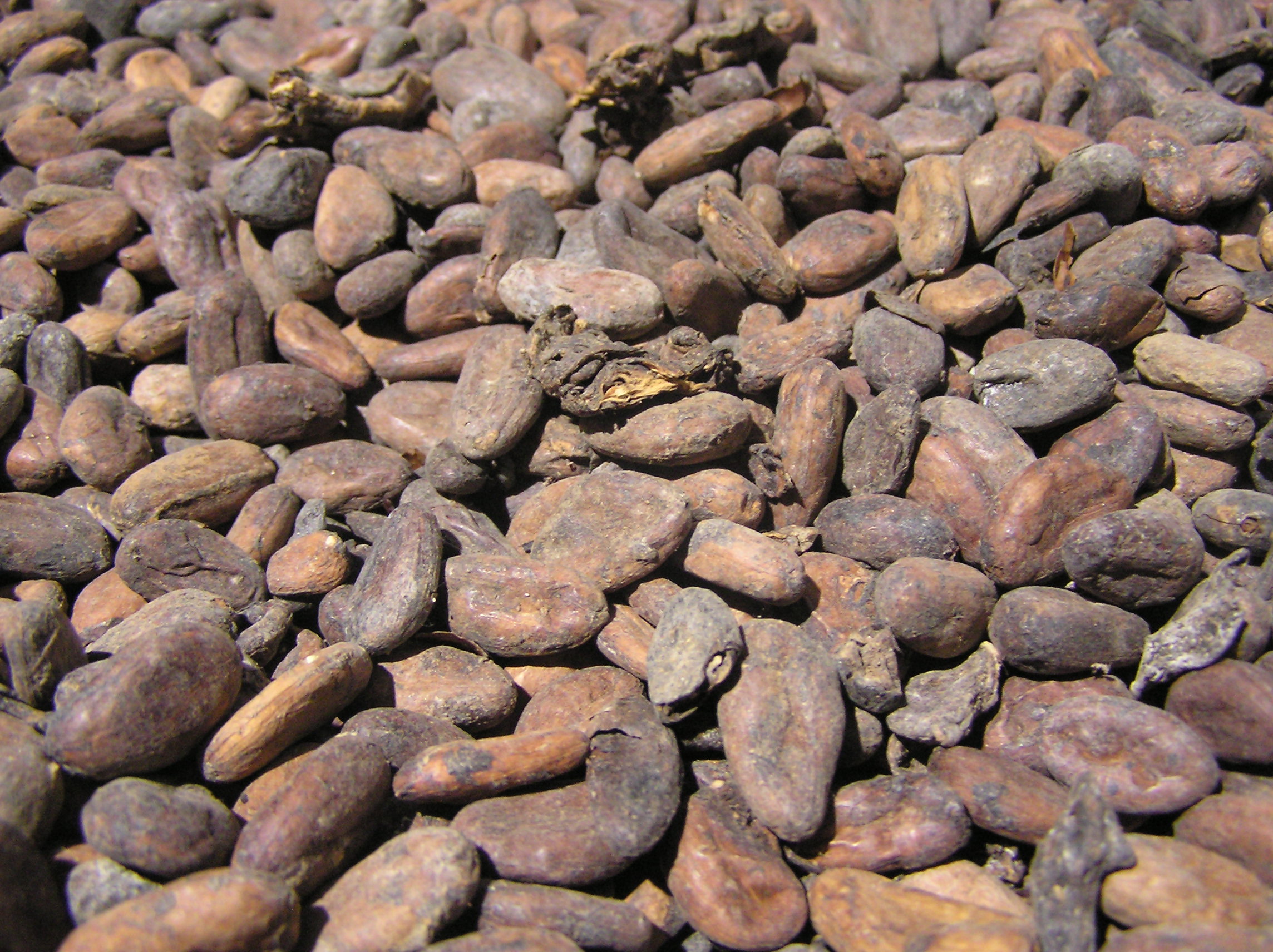 Fèves de cacao