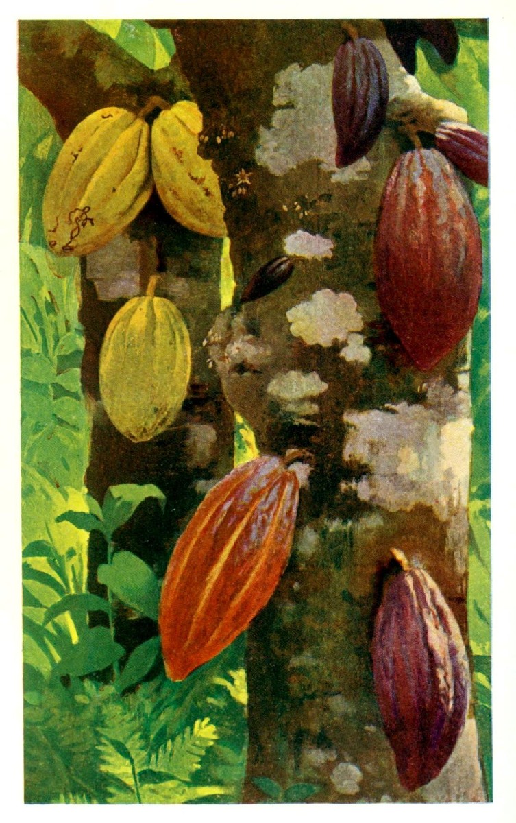 Cabosses (fruits) de cacaoyer